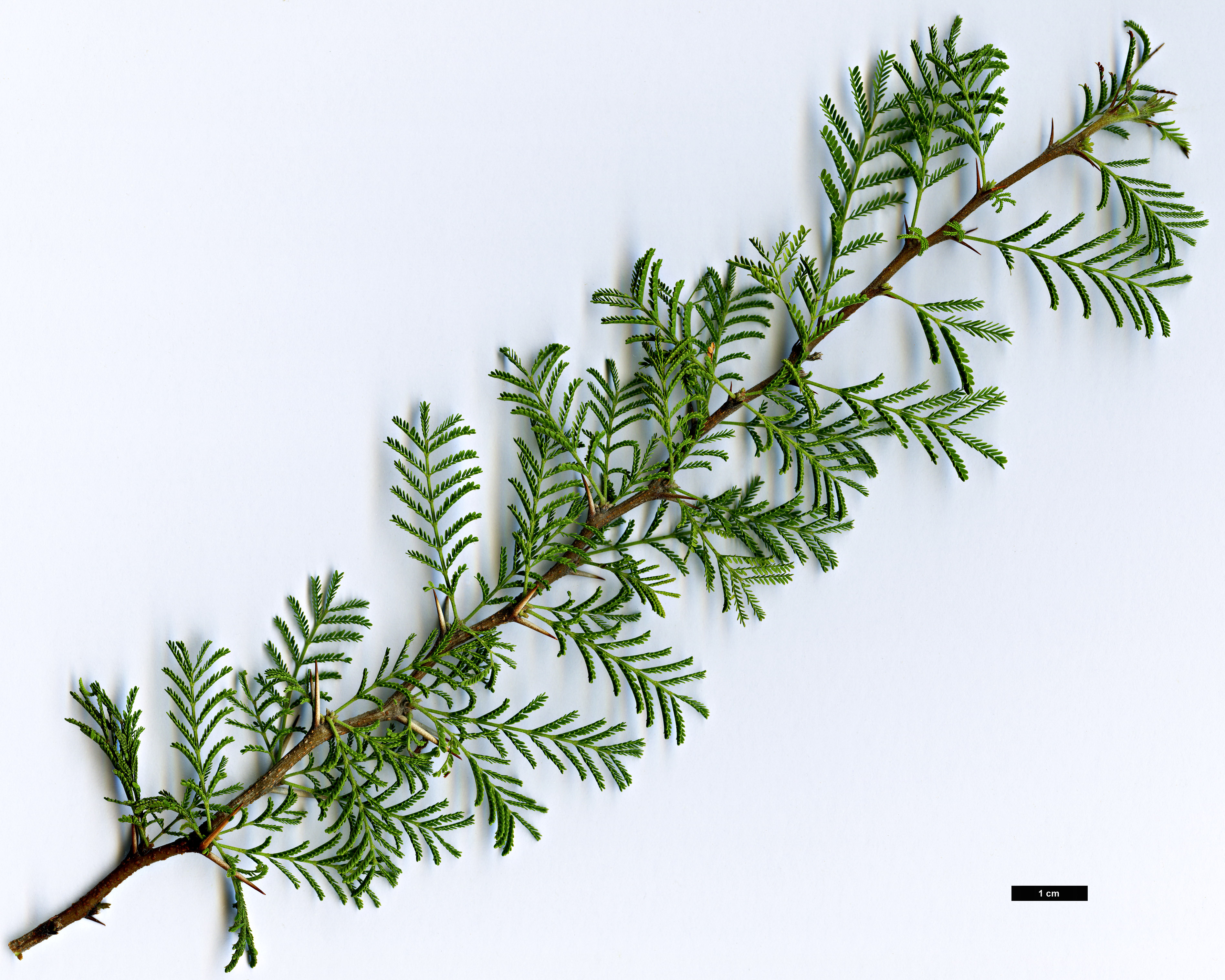 High resolution image: Family: Fabaceae - Genus: Vachellia - Taxon: caven